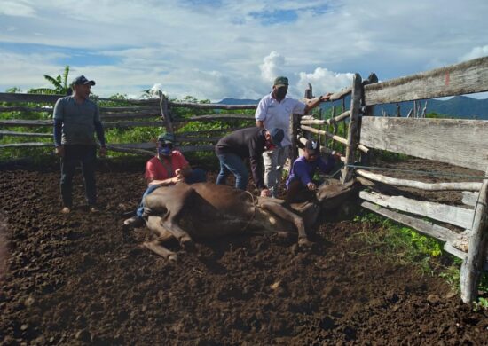 Vacinação contra febre aftosa (3) - Foto: Semcom/Arquivo