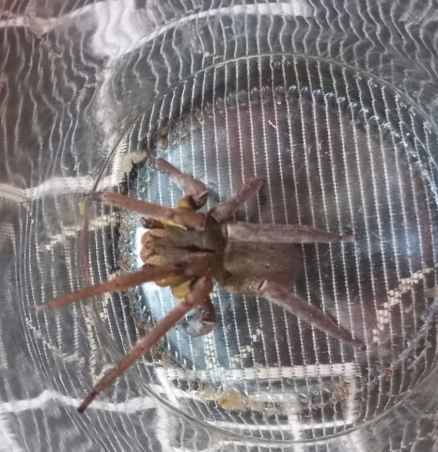 Aranha-armadeira é encontrada em residência do Vale do Itajaí (SC) - Foto: Facebook/Bombeiros Voluntários de Vitor Meireles