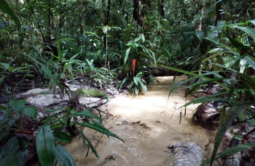 pesquisa-estuda-papel-de-florestas-em-cenário-de-secas-e-emissao-de-carbono-foto-acervo-Thaiane-Rodrigues