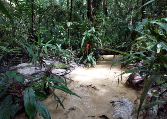 pesquisa-estuda-papel-de-florestas-em-cenário-de-secas-e-emissao-de-carbono-foto-acervo-Thaiane-Rodrigues