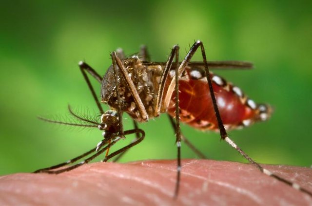 amazonas-mosquito-da-dengue-aedes-aegypti-foto-wikimedia