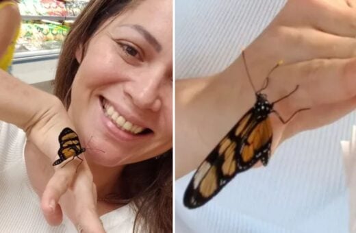 borboleta pousa em mulher