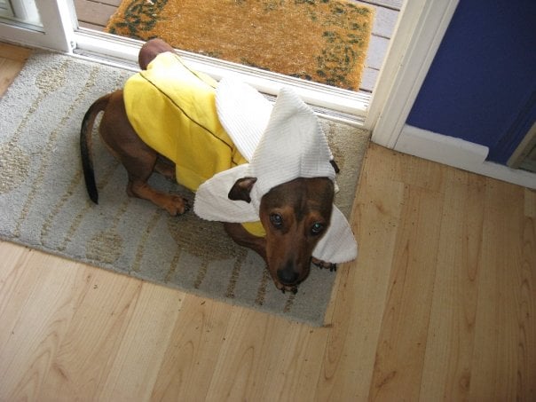 Pets em dias de chuva devem ficar em local seco e seguro - Foto: Reprodução/Wikimedia Commons