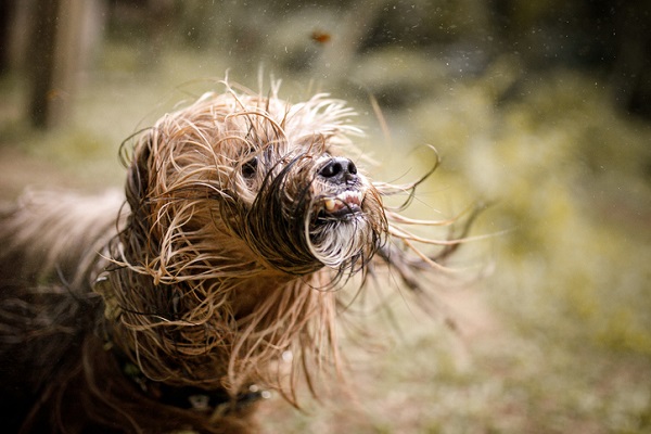 Dicas do que fazer com pets em dias de chuva são do canal Pet - Foto: Divulgação/Petlove