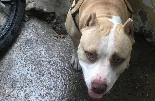 Cachorro pitbull Apolo foi morto a facadas - Foto: Arquivo Pessoal