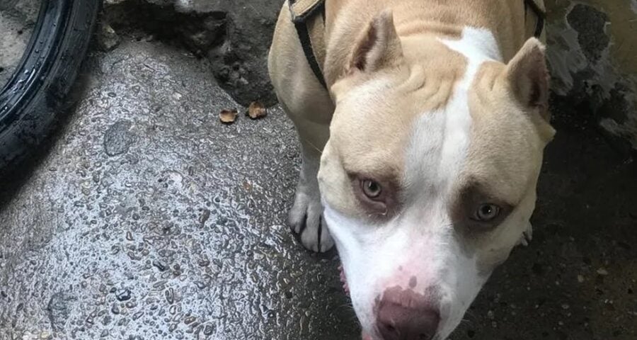 Cachorro pitbull Apolo foi morto a facadas - Foto: Arquivo Pessoal