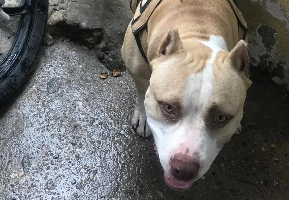 Cachorro pitbull Apolo foi morto a facadas - Foto: Arquivo Pessoal