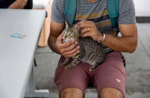 Esporotricose pode afetar humanos ou animais, como cães e gatos - Foto: Divulgação/Semsa