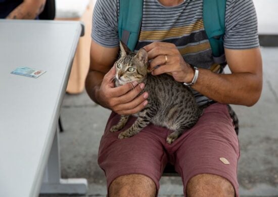 Esporotricose pode afetar humanos ou animais, como cães e gatos - Foto: Divulgação/Semsa