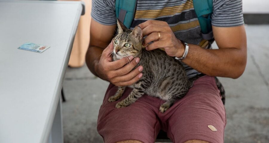 Esporotricose pode afetar humanos ou animais, como cães e gatos - Foto: Divulgação/Semsa