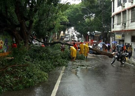 Chuva causa queda de árvore centenária e outras ocorrências em Manaus