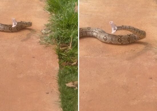 Cobra estava atravessando a rua e parou o trânsito - Foto: Reprodução/Telegram