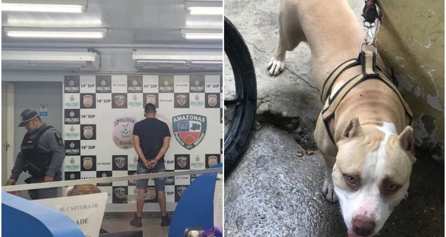 Homem mata cachorro da raça pitbull esfaqueado na Zona Leste de Manaus