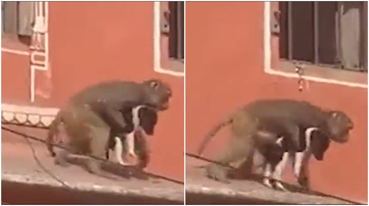macaco sequestra cachorro na índia