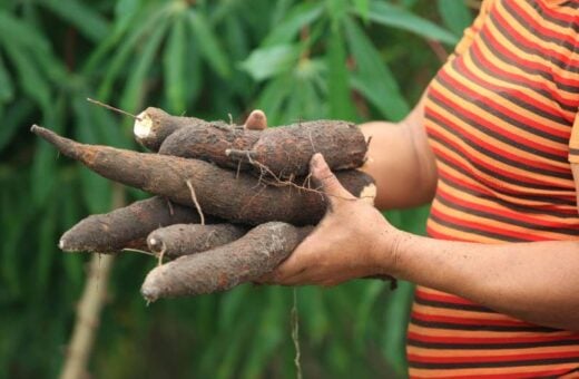 Formação para potencializar subprodutos da mandioca ocorreré em abril - Foto: Reprodução/Agência Pará