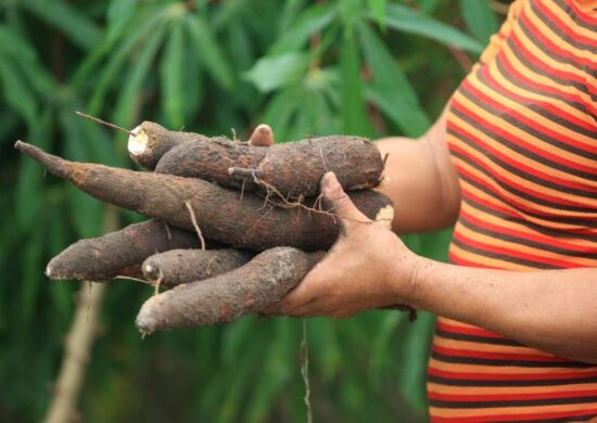 Formação para potencializar subprodutos da mandioca ocorreré em abril - Foto: Reprodução/Agência Pará