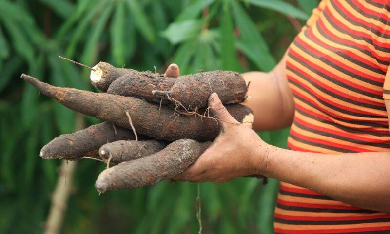 Formação para potencializar subprodutos da mandioca ocorreré em abril - Foto: Reprodução/Agência Pará