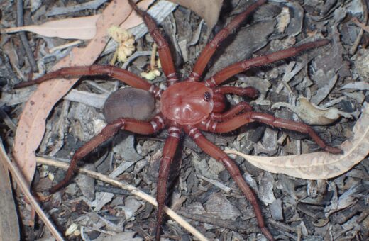 Aranha gigante foi batizada de Euoplos dignitas - Foto: Reprodução/Facebook @qldmuseum