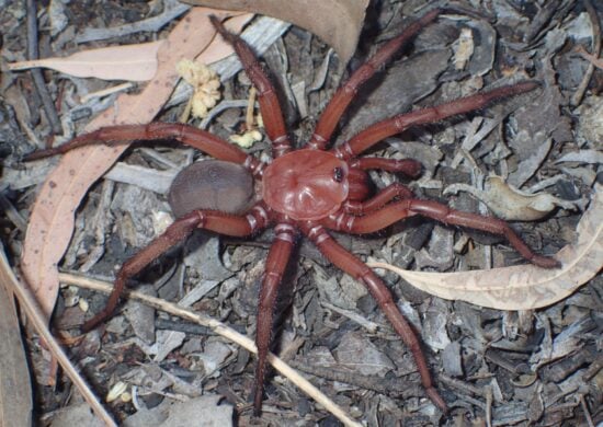 Aranha gigante foi batizada de Euoplos dignitas - Foto: Reprodução/Facebook @qldmuseum