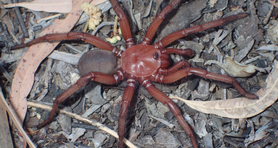 Aranha gigante foi batizada de Euoplos dignitas - Foto: Reprodução/Facebook @qldmuseum