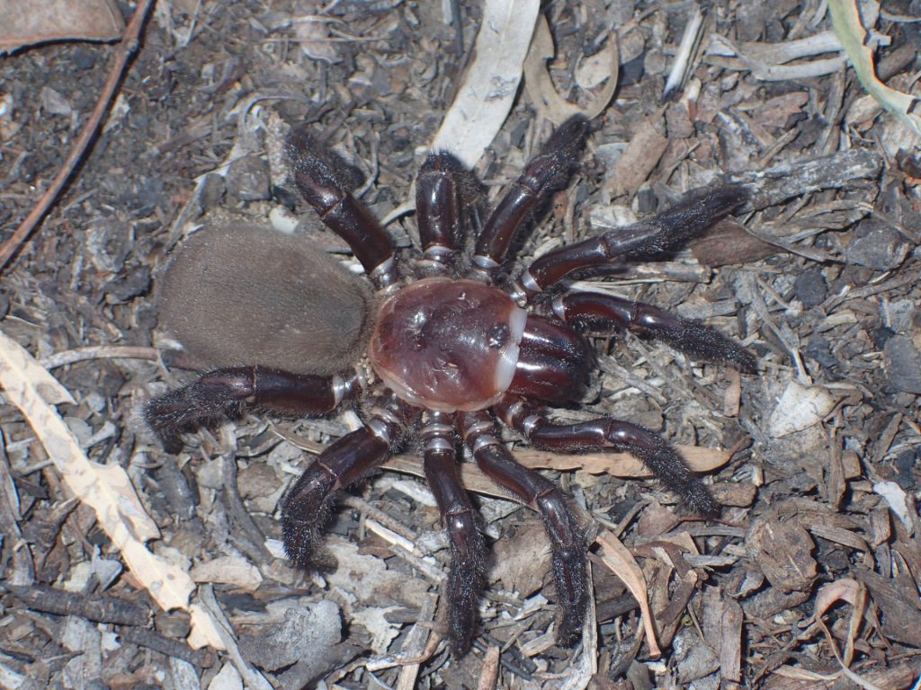 Aranha gigante foi batizada de Euoplos dignitas - Foto: Reprodução/Facebook @qldmuseum