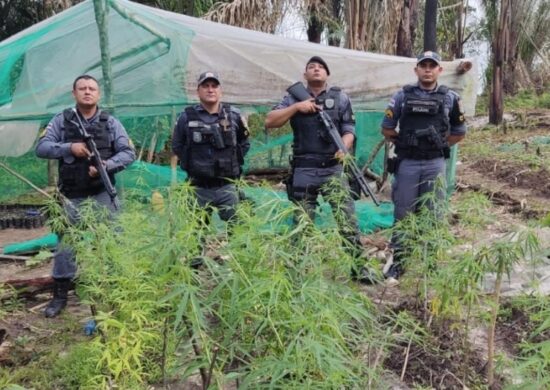 PMs apreendem plantação de maconha no AM