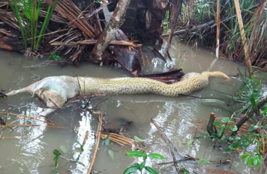 Sucuri morre engasgada ao tentar comer cachorro em fazenda de Tocantins - Foto: Bento Gonçalves/Arquivo Pessoal