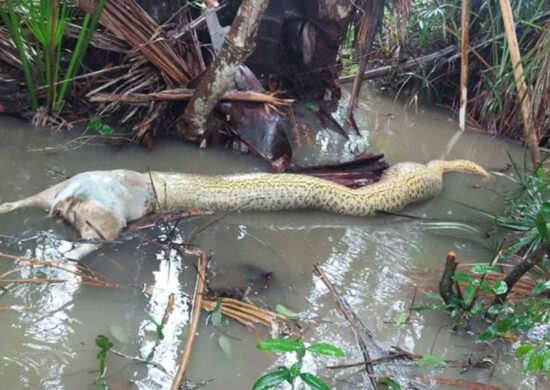 Sucuri morre engasgada ao tentar comer cachorro em fazenda de Tocantins - Foto: Bento Gonçalves/Arquivo Pessoal