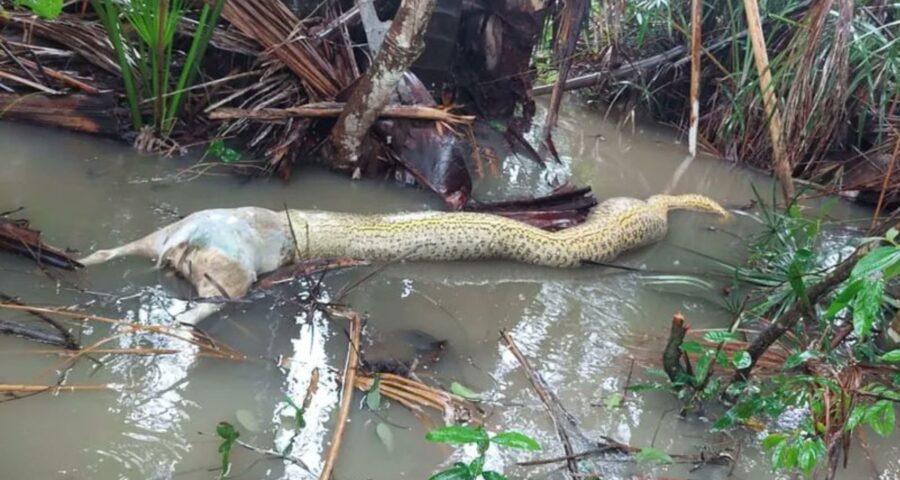 Sucuri morre engasgada ao tentar comer cachorro em fazenda de Tocantins - Foto: Bento Gonçalves/Arquivo Pessoal