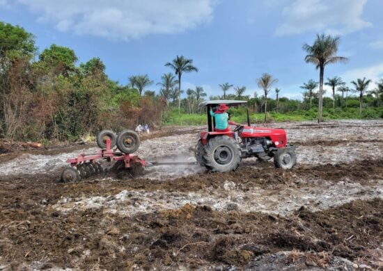 Programação visa promover ações de cultivo do abacaxi - Foto: Divulgação/Idam