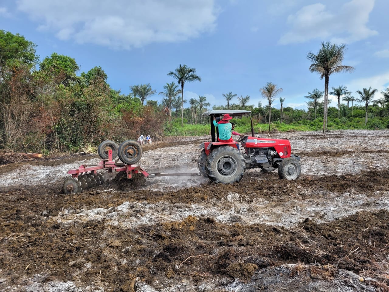 Programação visa promover ações de cultivo do abacaxi - Foto: Divulgação/Idam