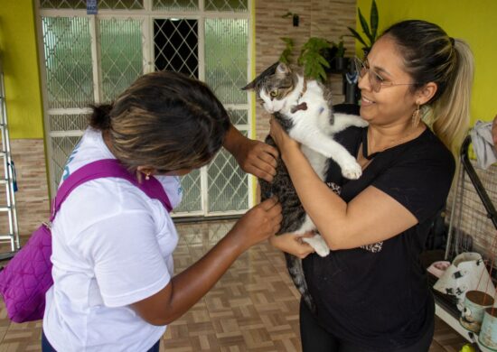 Castração de gatos e vacinação vão ocorrer no período de 20 a 24 de março - Foto: Divulgação/Semsa