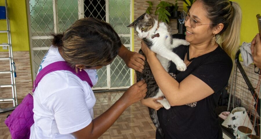 Castração de gatos e vacinação vão ocorrer no período de 20 a 24 de março - Foto: Divulgação/Semsa