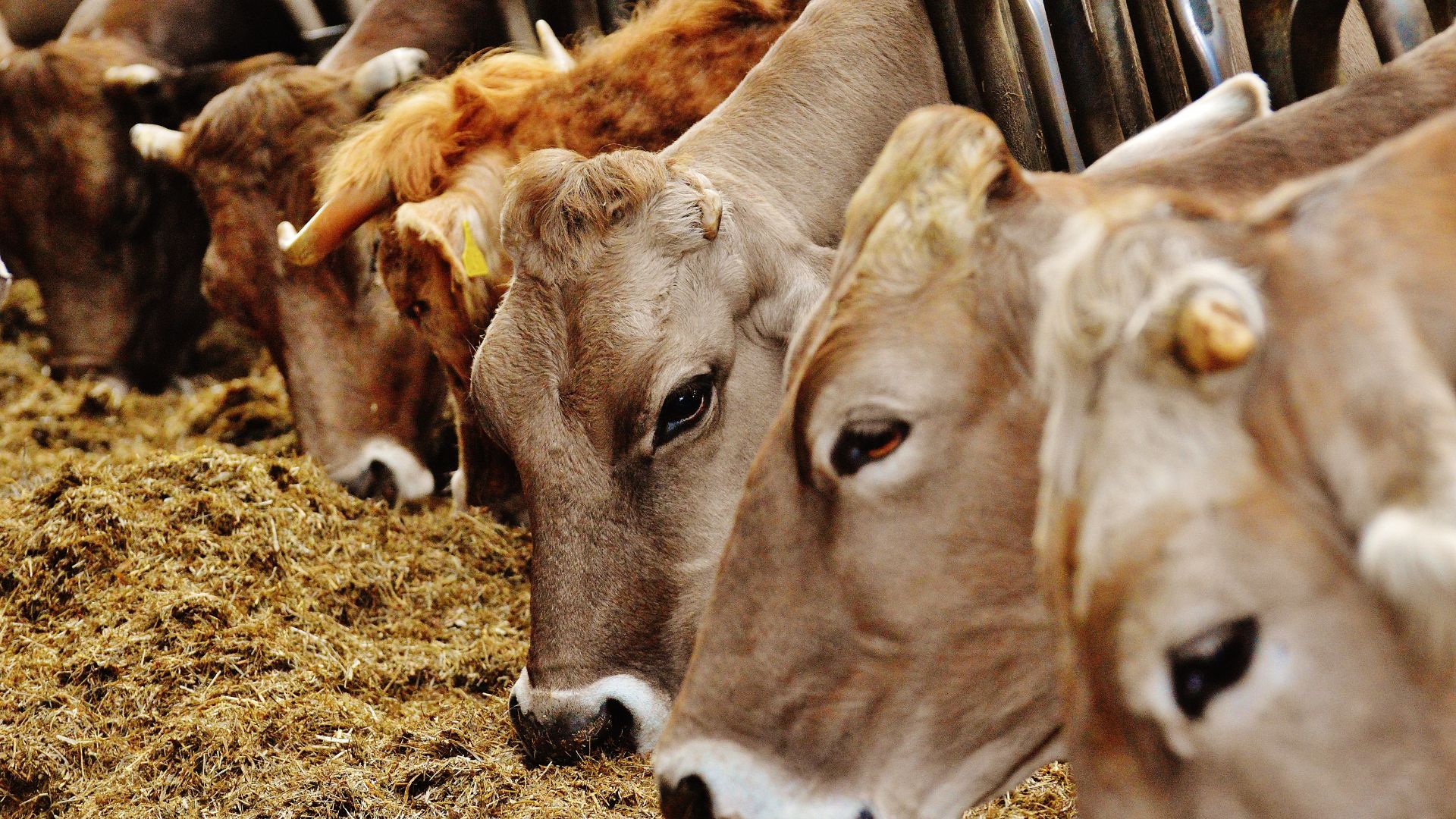 Digestão dos bovinos é a principal fonte de emissão de metano (CH4) - Foto: Reprodução/Canva