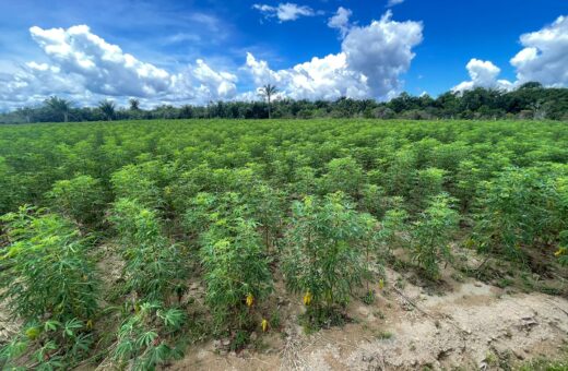 Dia-da-Mandioca-Idam-destaca-incentivos-à-produção-de-agricultores-no-AM-foto-ivy-marcelle-idam