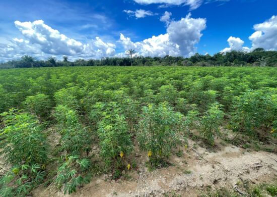 Dia-da-Mandioca-Idam-destaca-incentivos-à-produção-de-agricultores-no-AM-foto-ivy-marcelle-idam