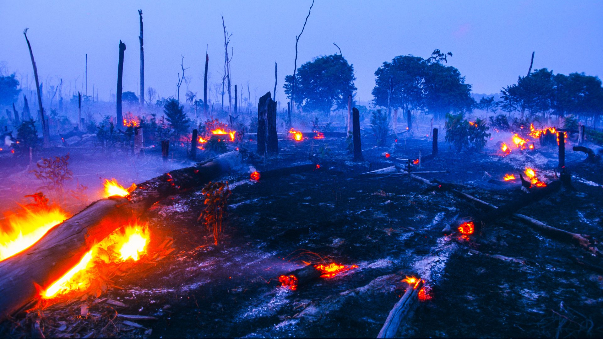 Dados indicam que 21,8% do Brasil foi atingido por queimadas - Foto: Reprodução/Canva