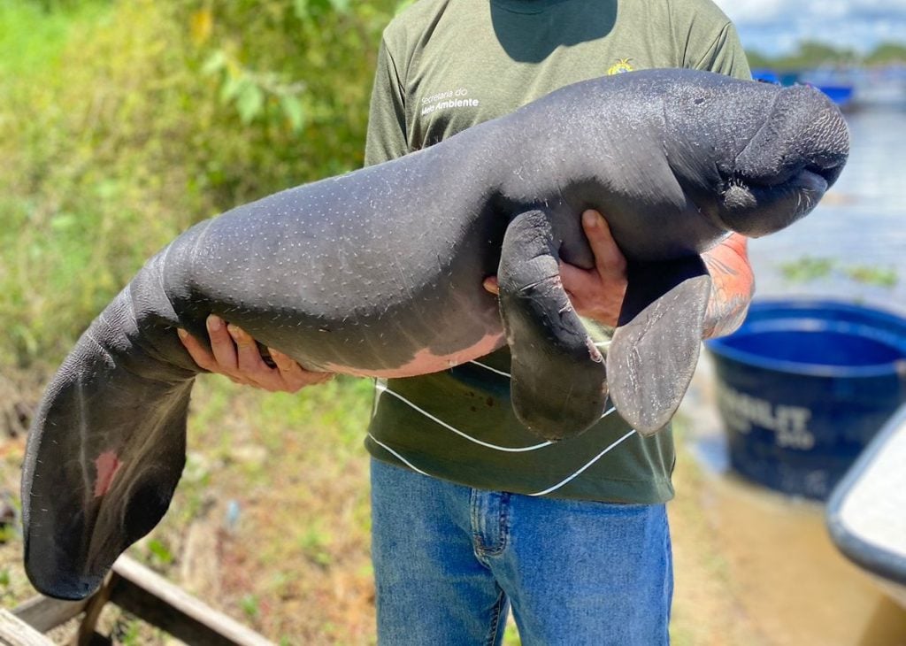 Filhotes-de-peixe-boi-são-resgatados-em-Parintins-após-emissão-de-denuncias-foto-divulgacao-sema