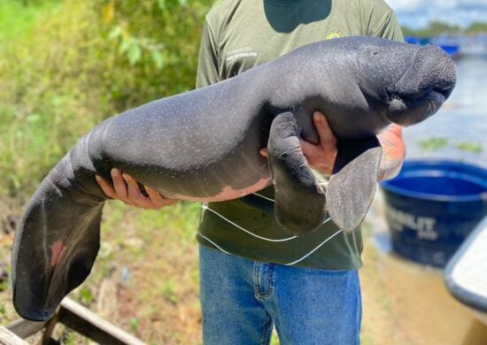 Filhotes-de-peixe-boi-são-resgatados-em-Parintins-após-emissão-de-denuncias-foto-divulgacao-sema