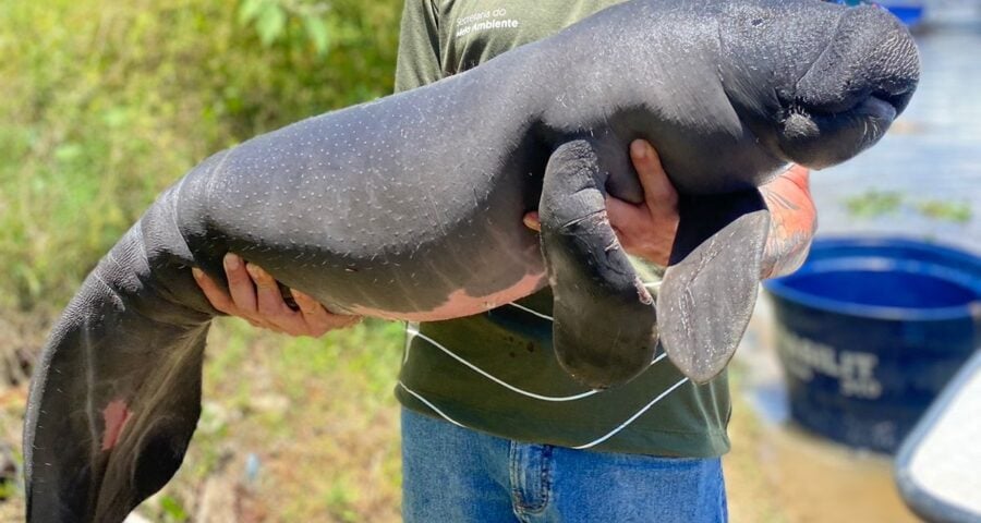 Filhotes-de-peixe-boi-são-resgatados-em-Parintins-após-emissão-de-denuncias-foto-divulgacao-sema