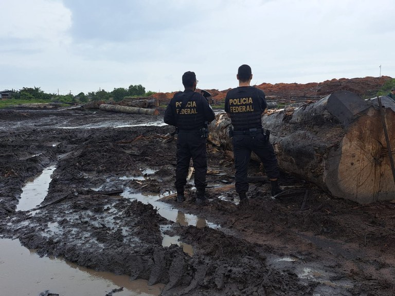 Polícia Federal apreende madeira ilegal no Pará - Foto: Reprodução/Polícia Federal