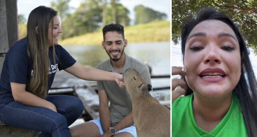 Segundo a deputada, a capivara Filó estava presa em uma gaiola suja - Foto: Reprodução/Twitter @joanadarc_am