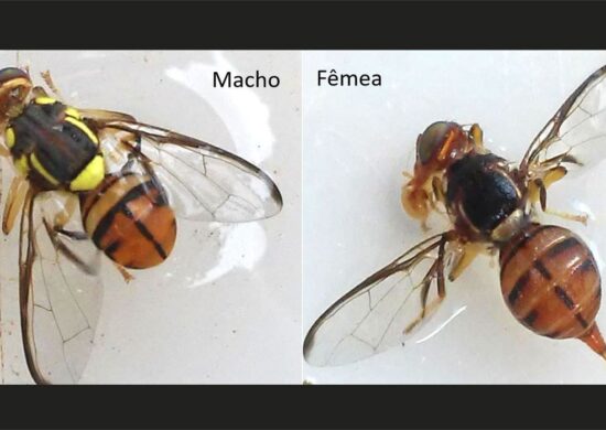 É decretado quarentena em Roraima por mosca da carambola - Foto: Wilda Pinto/Ministério da Agricultura