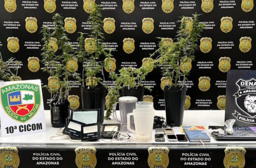 Polícia encontra plantação de maconha