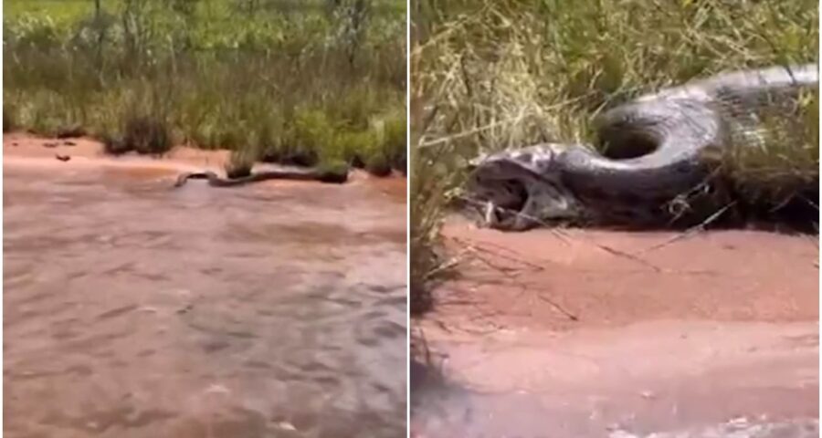 O momento em que a cobra sai da boca da Sucuri viralizou nas redes sociais - Foto: Reprodução/ Youtube@mfpescaria