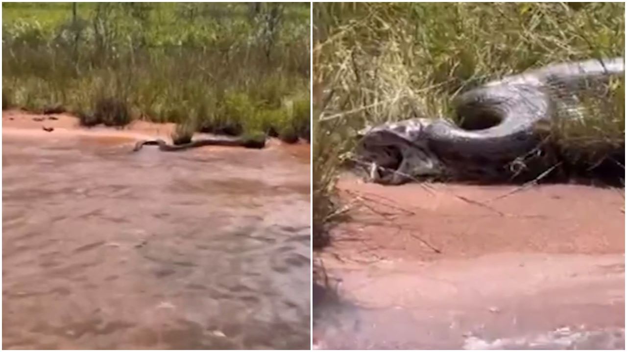 O momento em que a cobra sai da boca da Sucuri viralizou nas redes sociais - Foto: Reprodução/ Youtube@mfpescaria
