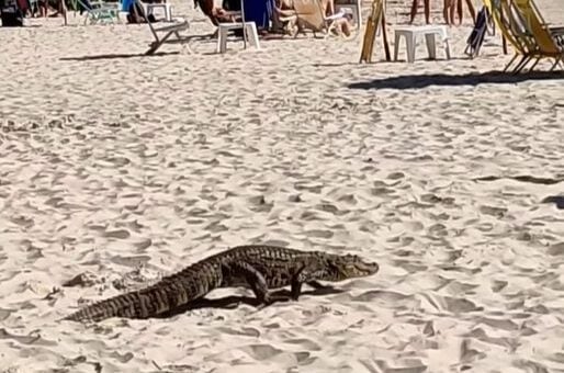 Jacaré passeando em praia em Floripa - Foto: Reprodução/Instagram@floripamilgrau