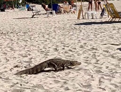 Jacaré passeando em praia em Floripa - Foto: Reprodução/Instagram@floripamilgrau