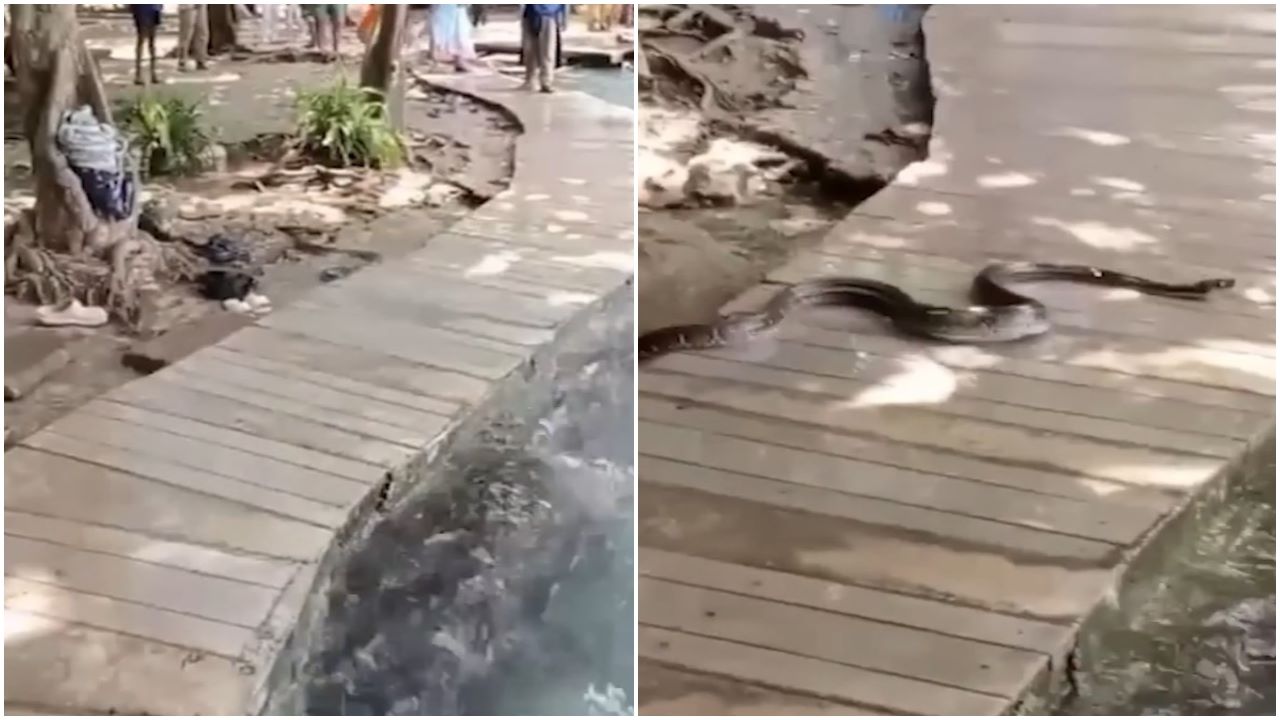 A cobra de dois metros não mordeu ninguém - Foto: Reprodução/TikTok@duiskime