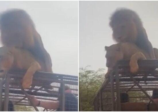 O vídeo tem 36 segundos e mostra um casal de leões acasalando em cima de um jipe - Foto: Reprodução/Twitter @chumikopiko